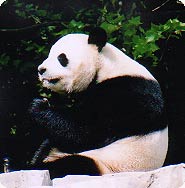 A picture of a giant panda.